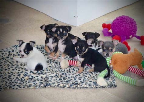 Chihuahua Puppies for Sale in New Hampshire, USA, Page 1 (10 per page) - Puppyfinder. . Chihuahua puppies for sale nh